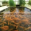 Aqua Culture, Aquarium, Aquarium Fishes and Accessories